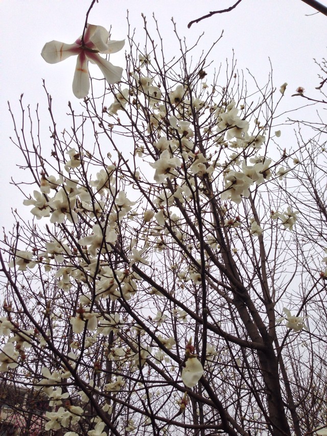 初中生讀航空學校有用嗎需要多少分?初中航空學校招生要求有哪些?