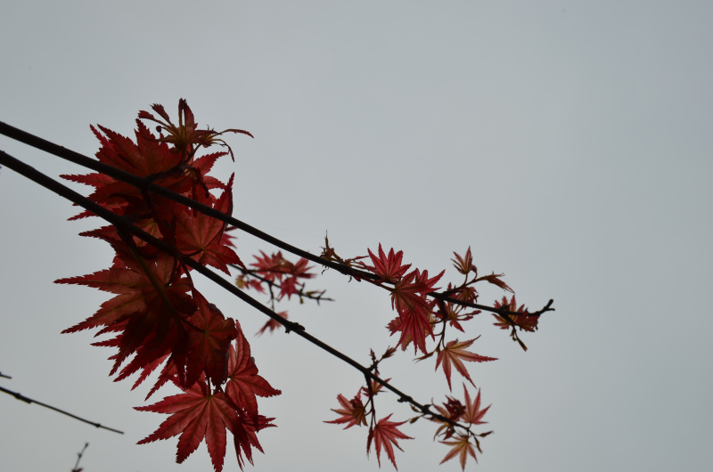 大學(xué)生選調(diào)生報考條件介紹怎么報考?選調(diào)生好不好發(fā)展前景怎么樣?
